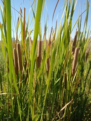 Typha domingensis