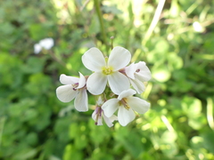 Diplotaxis erucoides
