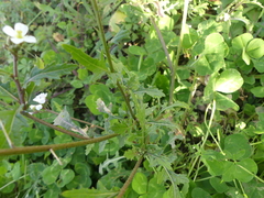 Diplotaxis erucoides