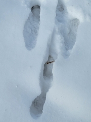 Sylvilagus floridanus