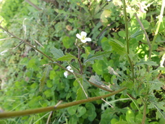 Diplotaxis erucoides