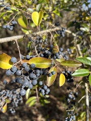Ligustrum lucidum