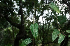 Cissus discolor