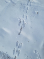 Sylvilagus floridanus