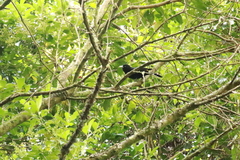 Cacicus chrysonotus