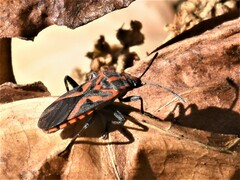 Spilostethus furcula