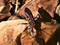 Spilostethus furcula