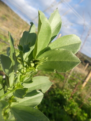 Vicia faba