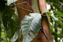 Warszewiczia coccinea