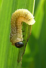 Rhadinoceraea micans