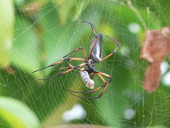 Trichonephila inaurata