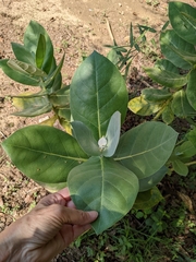 Calotropis gigantea