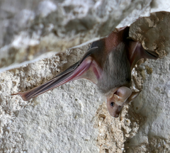 Rhinopoma microphyllum