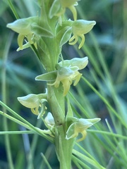 Habenaria