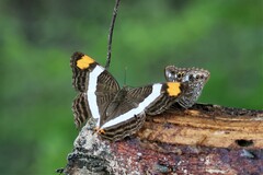 Adelpha fessonia