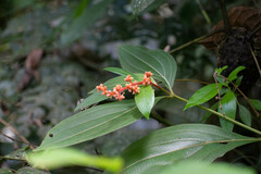 Miconia nervosa