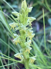 Habenaria