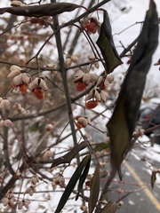 Euonymus europaeus