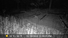 Odocoileus virginianus