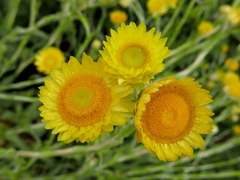 Helichrysum cooperi