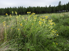 Helichrysum cooperi