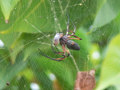 Trichonephila inaurata
