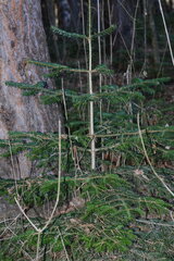 Abies nordmanniana