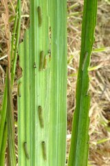 Rhadinoceraea micans