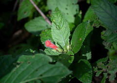 Nautilocalyx erytranthus