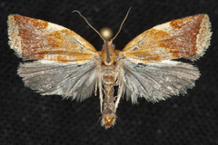 Clepsis persicana
