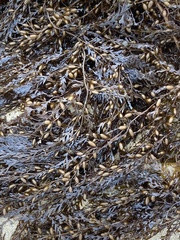 Sargassum horneri