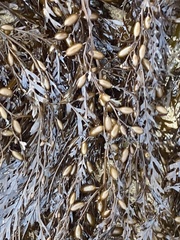 Sargassum horneri
