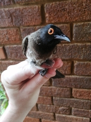 Pycnonotus nigricans