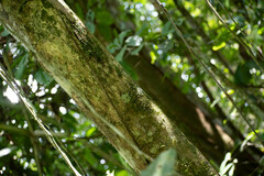 Miconia multispicata