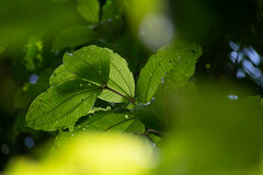 Miconia multispicata