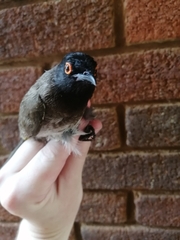 Pycnonotus nigricans