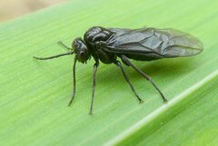 Rhadinoceraea micans