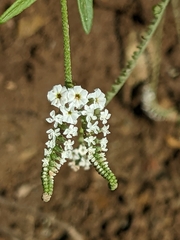 Heliotropium steudneri