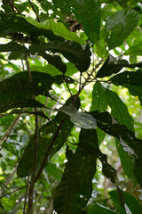 Carpotroche longifolia