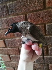 Pycnonotus nigricans