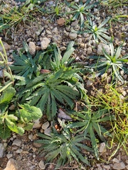 Plantago serraria
