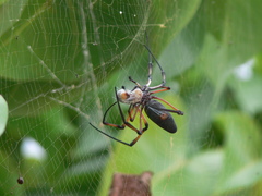 Trichonephila inaurata