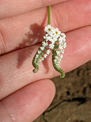 Heliotropium steudneri