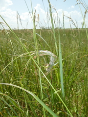 Cheiracanthium punctorium