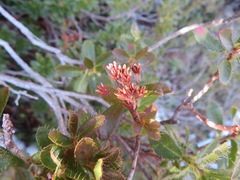 Rhododendron hirsutum