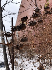 Physocarpus opulifolius