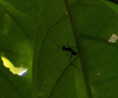 Gigantiops destructor