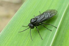 Rhadinoceraea micans