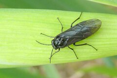 Rhadinoceraea micans