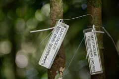 Micropholis brochidodroma